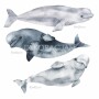 oceanic-world-delfiny-naklejki-na-sciane