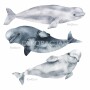 oceanic-world-delfiny-naklejki-na-sciane