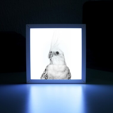 lighbox-lampka--nocna-z-papuga