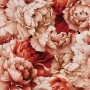 Kolorowe peonie Tapeta