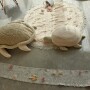 Duży kosz na zabawki w kształcie żółwia. Dół kosza no łapy i brzuch żółwia, a przykrywka to skorupa żółwia.