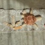 Ride&Roll Turtle składa się z miękkiego żółwia wykonanego z bawełnianego płótna w kolorze toffi, z oliwkowozielonymi łapkami i haftowaną skorupą.