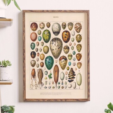 Plakat Oeufs Adolphe Millot 1909 vintage ilustracja jaj ptaków grafika botaniczna
