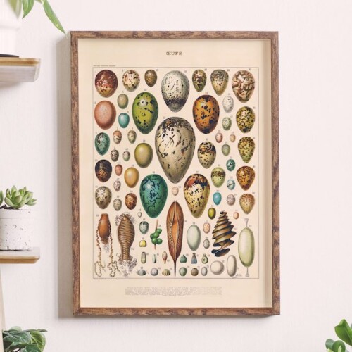 Plakat Oeufs Adolphe Millot 1909 vintage ilustracja jaj ptaków grafika botaniczna
